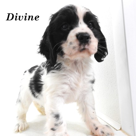 puppy, for, sale, Cockilier, Joe & Cherri  Overlease, dog, breeder, Miller, MO, dog-breeder, puppy-for-sale, forsale, nearby, find, puppyfind, locator, puppylocator, aca